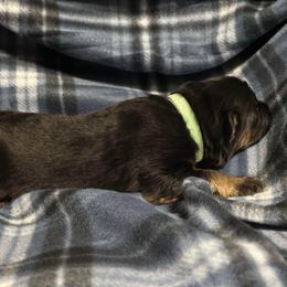 German Shepherd Puppies from Von Freimeier Kennels