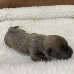 Girl 2 - Gray and fawn female Cane Corso puppy in San Isidro, Texas from MTZCC Ranch, LLC
