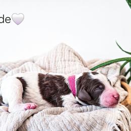 Jade - Parti female Poodle puppy in Gaylord, Michigan from Dog Mom Co. Poodles