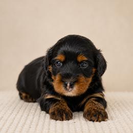 Snoopy - Black and tan male Cavapoo puppy in Floyd, Virginia from Hearts and Paws Poodles and Doodles