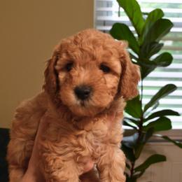 Cherry - Apricot female Goldendoodle puppy in Batavia, Ohio from Cozy Cove Goldendoodles