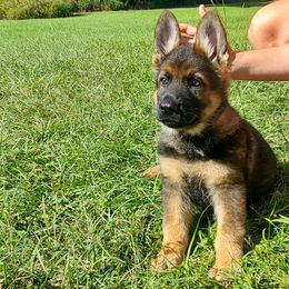 Light Blue - Sable male German Shepherd puppy in Chiefland, Florida from The Shepherds' House