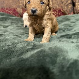 Girl 2 - Red  Poodle puppy in Auburn, Georgia from Southern Poodles