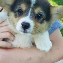 Pembroke Welsh Corgis from Whetstone Creek Corgis