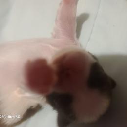 Girl 3 - Liver female Shih Tzu puppy in Belleville, Michigan from Patricia's Heavenly Earth Angels