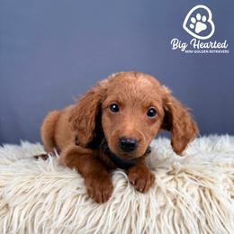 Quest - Red  male Goldendoodle puppy in Utah County, Utah from Big Hearted Breeders