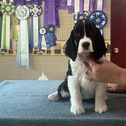 Annie - Black and white female English Springer Spaniel puppy in Thompson, Connecticut from Chivalry English Springer Spaniels