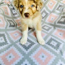 Australian Shepherd Puppies from Jo’s Aussies
