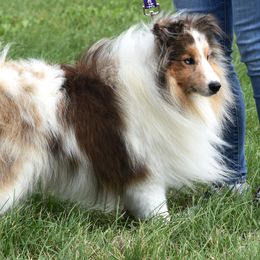 Jasper - Shetland Sheepdog