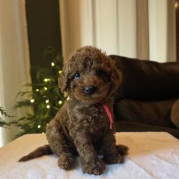Red Collar Max - Red  male Goldendoodle puppy in Bristol, Tennessee from 4goldendoodles