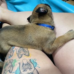 Belgian Malinois and German Shepherd Puppies from Madhouse’s Belgian Malinois and German Shepherds