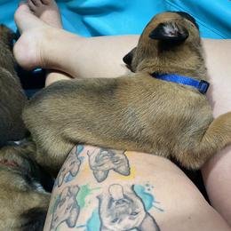 Belgian Malinois and German Shepherd Puppies from Madhouse’s Belgian Malinois and German Shepherds