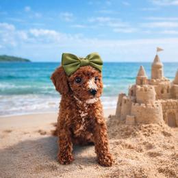 Olive - Red  female Goldendoodle puppy in Daytona Beach, Florida from Beach Doodles