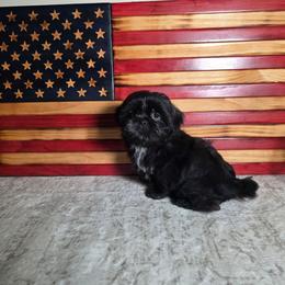 Finn - Black male Shih Tzu puppy in Kings Mountain, North Carolina from Britany's Shih Tzus