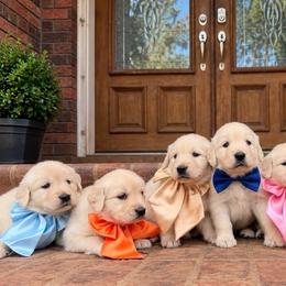 Fifth pick female - Light golden female Golden Retriever puppy in Harrisburg, North Carolina from Bunn Ranch Goldens & Bernese