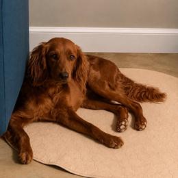 Foxy (Guardian Home Program) - Red  female Goldendoodle puppy in Covington, Louisiana from MyKy Puppies