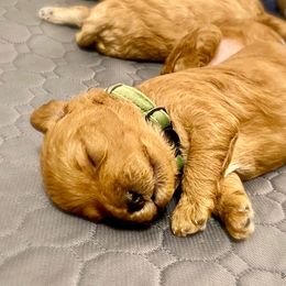 Goldendoodle Puppies from Seby Mini Doodles