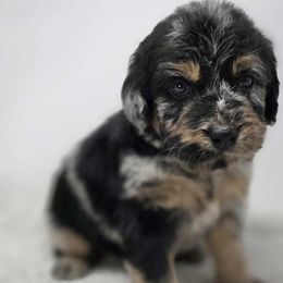 Goldendoodles, Golden Retrievers, and Poodles from Oregon's Legendary Goldendoodles