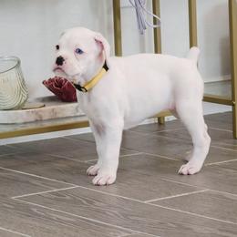 Girl 1 - White female Boxer puppy in Howey In The Hills, Florida from Bayla Belle & Blossom's Boxers