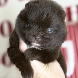 Pomeranian Puppies from Lacey Lawrence