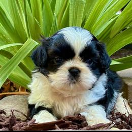 Dandelion( Dande) - Black and white male Shih Tzu puppy in North Carolina from WillowCreek Mountain View Shih Tzu