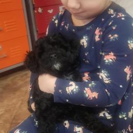 Jingle - Black and white female Aussiedoodle puppy in Powder Springs, Georgia from My Classy Doodles