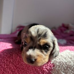 Dachshund Puppies from Western Slope Weenies