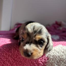Dachshund Puppies from Western Slope Weenies