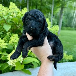 Firecracker - Phantom male Bernedoodle puppy in Midland, Michigan from Northern Charm Farm