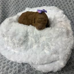 Girl 2 - Red female Cockapoo puppy in Golden, Mississippi from Two Creeks Farm Poodles & Doodles