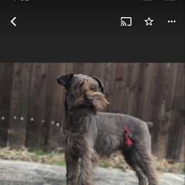 Ginger  - Miniature Schnauzer