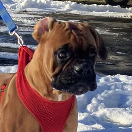 Baby - Boxer