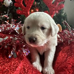 Goldendoodle Puppies from Sweetgrass Goldendoodles of Moncks Corner