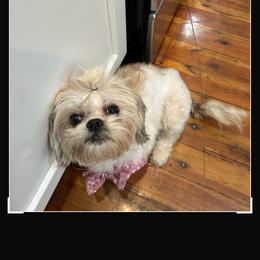 Lucy - Shih Tzu