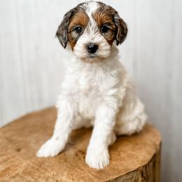 Diane - Blue merle female Aussiedoodle puppy in Arlington, Washington from Doodle Love Laugh