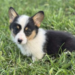LB - Black and tan male Pembroke Welsh Corgi puppy in Derby, Iowa from Newton Hay & Cattle