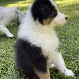 Australian Shepherd Puppies from 4t Aussies