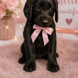 Kimber - Black female Labradoodle puppy in Washington, Pennsylvania from Patriotic Poodles