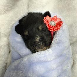 Peach - Salt and pepper female Miniature Schnauzer puppy in Sevierville, Tennessee from A&J Miniature Schnauzers