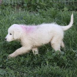 Vega - Maremma Sheepdog puppy in Kings County, California from Prancing Pony Farm Maremma Sheepdogs