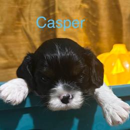 Lil Casper - Tri-color male Cavalier King Charles Spaniel puppy in Broken Arrow, Oklahoma from Cavalier King Charles Heartland