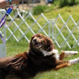 Australian Shepherds from Temptation Stockdogs