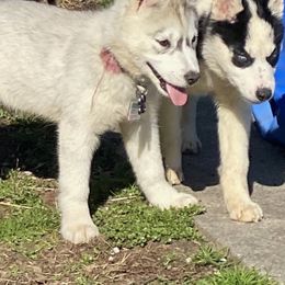 Siberian Husky Puppies from Lovi’s Fur Babies LLC