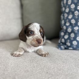 Dachshund Puppies from Southern Pearl Doxies