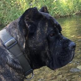 Ember - Cane Corso