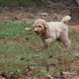 Goldendoodle Puppies from FurEver Friends Doodles