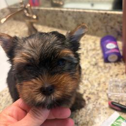 Precious Baby - Black and gold female Yorkshire Terrier puppy in Riverside, California from Playful teacups Yorkshire