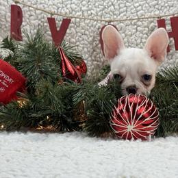 Noelle - Cream female French Bulldog puppy in Tulsa, Oklahoma from EvergreenEliteKennel