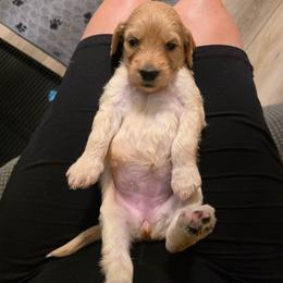 Star - Apricot female Goldendoodle puppy in Summerfield, North Carolina from Lila's Teddybear Goldendoodles