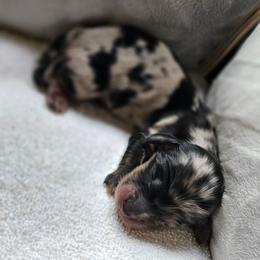 Black Boy - Dapple male Dachshund puppy in Woodland, Washington from SJs Dachshunds